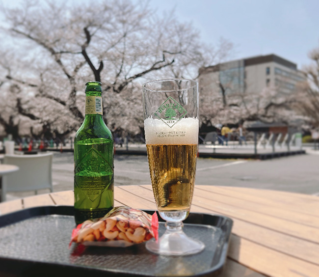 東工大キャンパスで桜を眺めながらビールを飲む